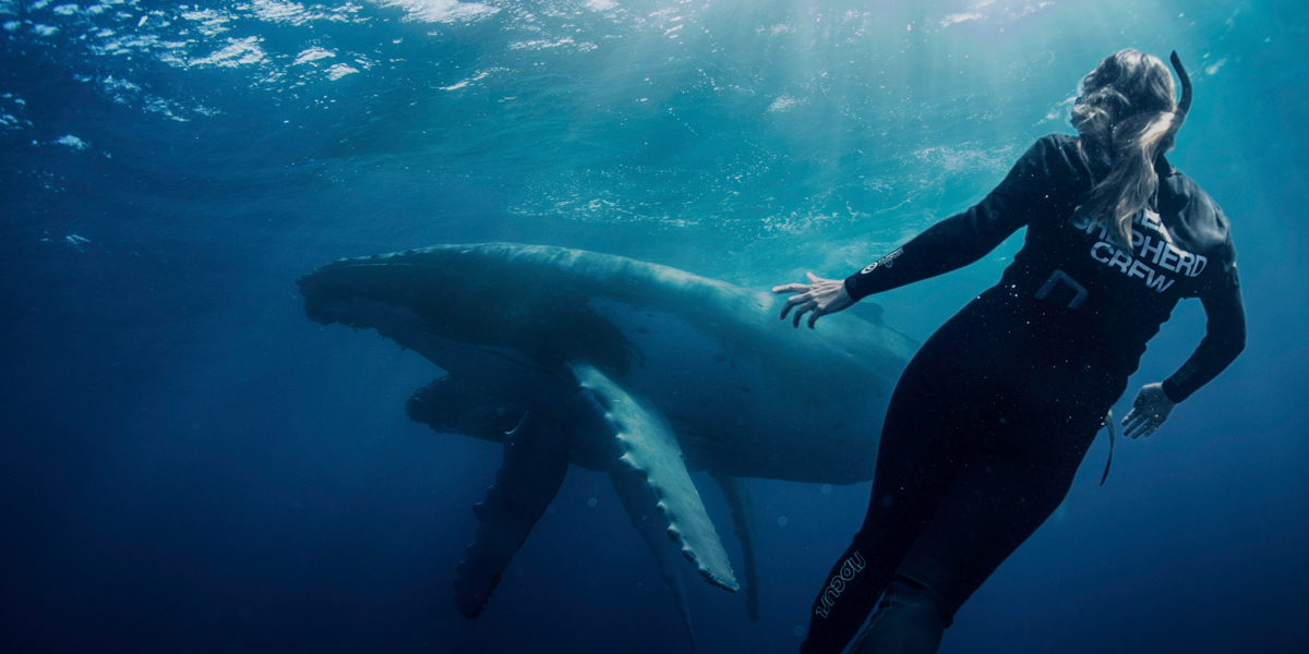 Sea Shepherd – Mergulhadora